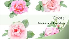  Presentation with pink flowers - Colorful PPT theme enhanced with set-of-rose-with-pink backdrop and a soft green colored foreground
