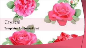  Presentation with green color - PPT theme consisting of set-of-rose-with-red background and a coral colored foreground