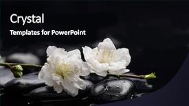  Presentation with sakura - Amazing PPT theme having set of sakura flowers with therapy stones backdrop and a black colored foreground
