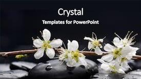  Presentation with sakura - PPT theme with set of sakura flowers with therapy stones background and a black colored foreground