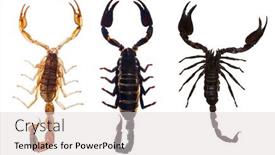  Presentation with set of sauces in white - Colorful presentation design enhanced with set-of-scorpions-isolated backdrop and a light gray colored foreground