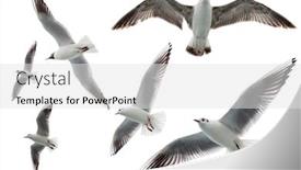  Presentation with birds flying - Amazing presentation design having set-of-seagulls-flying-isolated backdrop and a white colored foreground