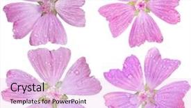  Presentation with flower - Cool new PPT layouts with musc - set of single head flower backdrop and a lavender colored foreground