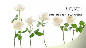  Presentation with white rose - Presentation design enhanced with set-of-six-beautiful-flowers background and a white colored foreground