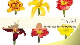  Presentation with lily flower - Beautiful slide deck featuring set of six day lily flower heads displaying isolated on white backdrop and a blonde colored foreground
