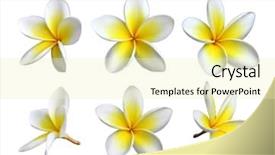  Presentation with white flowers - Amazing theme having set of six frangipanis flowers backdrop and a blonde colored foreground