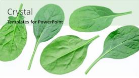  Presentation with spinach - Presentation design enhanced with set-of-spinach-leaves-isolated background and a seafoam green colored foreground