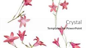  Presentation with set of sauces in white - Presentation design with set-of-spreading-bellflowers-isolated background and a white colored foreground