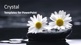  Presentation with spring water - Audience pleasing theme consisting of set of stone and spring white flower with water drops backdrop and a dark gray colored foreground