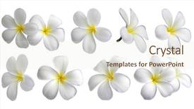  Presentation with set flowers tagetes patula - Beautiful slides featuring ten frangipanis flowers on white backdrop and a cream colored foreground
