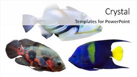  Presentation with fishes - PPT layouts featuring set of three fishes isolated background and a  colored foreground