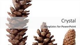  Presentation with pine - Slides with set of three pine cones background and a white colored foreground