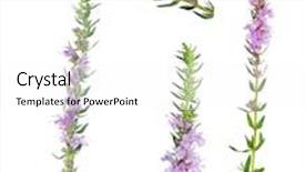  Presentation with thyme - Amazing PPT theme having set of thyme blossoming branches isolated on white background backdrop and a white colored foreground