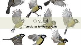  Presentation with set of sauces in white - Presentation theme with set-of-tits-in-flight background and a soft green colored foreground