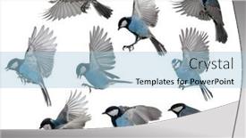  Presentation with set of sauces in white - Theme enhanced with set-of-tits-in-flight background and a light blue colored foreground