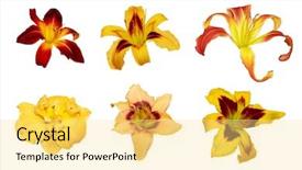  Presentation with lily flower - Slide deck consisting of set of twelve day lily background and a blonde colored foreground