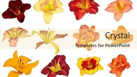  Presentation with lily flower - Beautiful theme featuring set of twelve day lily day-lily flower heads isolated on white backdrop and a blonde colored foreground