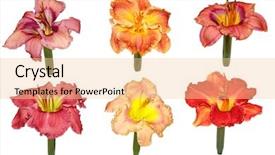  Presentation with lily flower - Audience pleasing PPT layouts consisting of set of twelve day lily day-lily flower heads isolated on white backdrop and a lemonade colored foreground