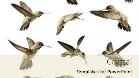  Presentation with flight - PPT theme having set-of-twelve-hummingbird background and a  colored foreground