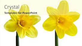  Presentation with daffodil - Beautiful slide deck featuring set-of-two-yellow-narcissus backdrop and a blonde colored foreground