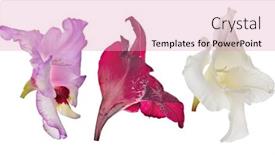  Presentation with white flowers - Slides consisting of set-of-violet-gladiolus-flowers background and a coral colored foreground