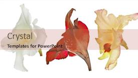  Presentation with white flowers - PPT theme enhanced with set-of-violet-gladiolus-flowers background and a red colored foreground