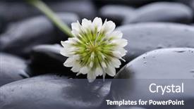  Presentation with stones - Beautiful slide deck featuring set of white flower and black stones background backdrop and a gray colored foreground