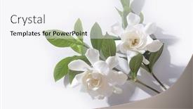  Presentation with stem - PPT theme enhanced with set-of-white-gardenia background and a sky blue colored foreground