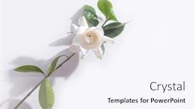  Presentation with stem - Audience pleasing PPT theme consisting of set-of-white-gardenia backdrop and a sky blue colored foreground