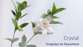  Presentation with stem - Slide set featuring set-of-white-gardenia background and a sky blue colored foreground