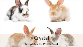  Presentation with baby animals - Theme enhanced with set of young baby light background and a lemonade colored foreground