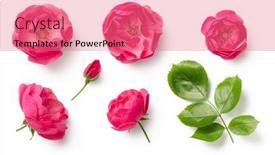  Presentation with magenta - PPT theme with set-or-collection-of-beautiful background and a  colored foreground