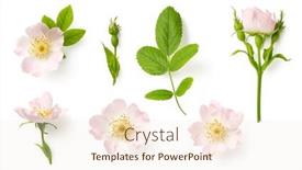  Presentation with white flowers - PPT layouts enhanced with set-or-collection-of-delicate background and a  colored foreground