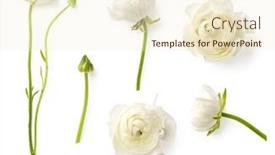  Presentation with elements - Theme having set-or-collection-of-white background and a cream colored foreground