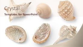  Presentation with sea shells - PPT theme having set-or-collection background and a  colored foreground