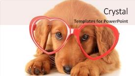  Presentation with irish - Cool new slide deck with setter puppy wearing valentine glasses backdrop and a coral colored foreground