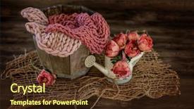  Presentation with set flowers tagetes patula - Presentation theme enhanced with setup with flowers for newborn background and a  colored foreground