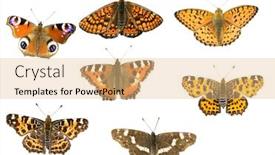  Presentation with butterflies - PPT theme having seven-beautiful-butterflies-on-white background and a coral colored foreground