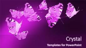  Presentation with butterflies - Colorful PPT theme enhanced with spring vibration - seven colorful butterflies in purple backdrop and a wine colored foreground