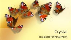  Presentation with butterflies - Presentation design featuring seven colorful butterflies on yellow-orange background background and a blonde colored foreground