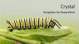  Presentation with old days - Presentation design featuring seven days old monarch caterpillar background and a soft green colored foreground
