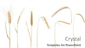  Presentation with ears - Beautiful PPT theme featuring seven-ears-of-rue backdrop and a cream colored foreground