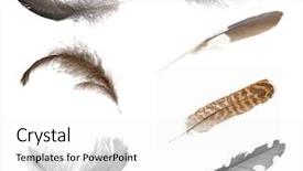  Presentation with feather - Presentation with seven feathers isolated on white background and a white colored foreground