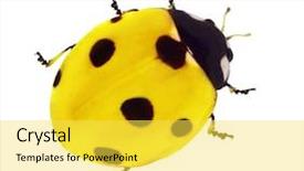  Presentation with points - PPT theme with seven points ladybug isolated background and a yellow colored foreground
