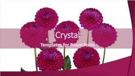  Presentation with white flowers - PPT layouts with seven red violet dahlia flowers background and a  colored foreground