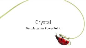  Presentation with ladybug - PPT layouts having seven-spot ladybird or seven-spot ladybug on larger bindweed coccinella septempunctata in front of white background background and a white colored foreground