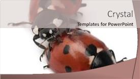  Presentation with background - Theme with seven-spot-ladybirds-coccinella-septempunctata background and a light gray colored foreground