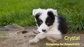  Presentation with old dog - Amazing slide deck having seven weeks old border collie backdrop and a violet colored foreground