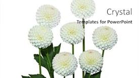  Presentation with dahlia - 