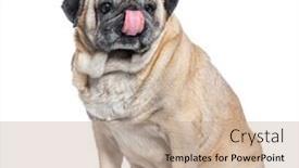  Presentation with old dog - Presentation design with seven-years-old-pug-dog background and a  colored foreground